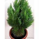 Sanjay garden plant Plant Thuja