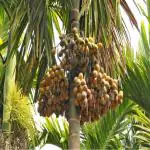 PLATONE Betel Nut/Supari Plant_Supari Plant f RB dfg(y249