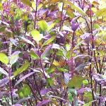 Plantzoin Holy basil Tulsi Ocimum tenuiflorum Kala tulasi Live Plant