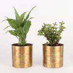 Ferns N Petals Combo Of Peace Lily Plant And Jade Plant (Set Of 2)