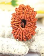 Feel Touch Mart 21 Mukhi Nepal Rudraksha Ekkis Mukhi Original Twenty One Face Lab Certified Rudraksha