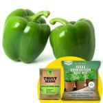 Trustbasket Green Capsicum OP, Desi Seeds With Free Germination Potting Soil Mix (1)