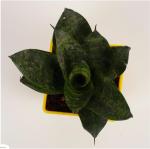 Heaven Of Saplings Snake Plant (Pack of 1)