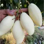 Cloud Farm White mango plant, white mango, white mango tree, Thai white mango tree, Thai white mango plant, Thailand white mango tree, Thailand white mango plant, Thailand mango tree, Thai mango plant, CF_1063