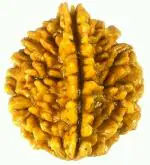 SHIVOHAM Yellow 2 Mukhi Rudraksha Lab Certified 2 Face Rudraksha Wood Pendant