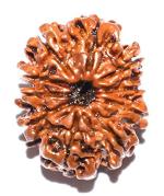 Feel Touch Mart 10 Mukhi Ten Faced Rudraksha Original Certified Natural Bead from Nepal