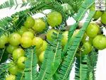 PLATONE Aonla Amla Amalaki Nelli Ambala Living Plant, it is a plant not a seed(Pack Of1)