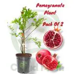 Cloud Farm Super Red Bhagwa Anar Hybrid Pomegranate Plant, Pack Of 2,SCF_301