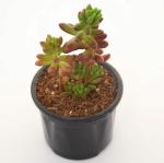 India Gardening Sedum Pachyphyllum | Jelly Bean Succulent Sedum rubrotinctum Live Plant