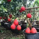 ONLINE PLANT BAZAR RED POMELO PLANT THAI VARIETY(PACK OF-1)