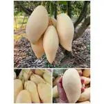 Cloud Farm Thai Nam Dok Mai Grafted Mango Plant, Variety- Golden Nam Doc Mai, Healthy Plant Height- 3ft, Pack Of 1 Plants on Grow Bag For Home Garden CF_N1_12