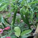 PLATONE Mirch/Chilli Plant_chilli plant bf pai(x358