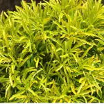 Ashokavanam Aralia plant (Golden ball)