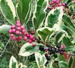 Online Plant Bazar Multicolor Varigated Ardisia Crenata Plant