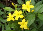 Greenish Valley Greenish Valley Live Jasmine Yellow Flower Plant, Pili Chameli Plant