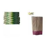 JSC STAR Long Loban Fragrance Agarbatti for Pooja Organic Incense Sticks Home and Office LOBAN (250, Set of 1) AND JSC STAR Comfort Lemon Grass Mosquito Repellent Incense Sticks -Pack of 2 (240 sticks) Lemon (240, Set of 2)