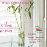 SMZ Brandlines 60cm spiral shape lucky bamboo plant 3 stem with pot