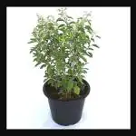 EverSneh Live Real Ayurvedic Rama Tulsi Plant Green Tulsi Live Plant With Pot
