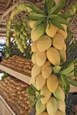 Cloud Farm Hybrid and Raspuri Mango Plant - 200 mm (CF R3)