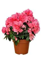 Online Plant Bazar Pink Azalea Flower Live Plant-B5