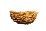 Feel Touch Mart 1 Mukhi Rudraksha Nepal Kaju Dana Rudraksha Original Certified Best Pendant 1 Natural Nepali Ek Mukhi Kaju Dana Rudraksha
