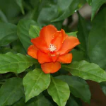 Ashokavanam Wax rose cactus plant (pereskia bleo) medicinal scrub plant