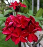 Cloud Farm Hybrid Red Plumeria Plant - 200 mm (pack of 2) CF34