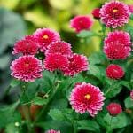 Flora Seeds Premium Chrysanthemum Hybrid Seeds | Chrysanthemum Mixed Color High Germination Seeds | Chrysanthemum Flower Seeds For Home and Garden (Pack of 50 Seeds)