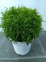 Online Plant Bazar Green Aralia Live Plant-A1