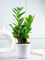 Nurturing Green Air Purifying Live Indoor ZZ Plant in White Fiber Pot (Size : Small)
