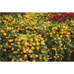 Cloud Farm Rare Bush Orange Dwarf Orange fruit Healthy Layering Plant (1-1.5 Ft Size) CF_1185