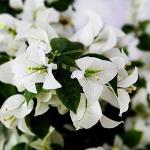 Platone Bougainvillea PlantKagaj PlantBougainvillea Dwarf Glabra White Annual Flower 1 Healthy Live Plant With Plastic Bag
