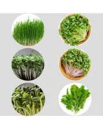 Afflorance Organic Gardening Microgreens Seeds (Pack of 6 Verities)