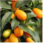 Platone Sweet Lemon PlantMusambi PlantSweet Lemon plant