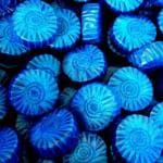 fezora Toilet Cleaning Tablet | Toilet Bowl Cleaner Tablet | Toilet Deodorizer | Bathroom Cleaner Tablet | Automatic Toilet Bowl Cleaner Tablets | Stain Remover Bathroom Flush Tank Blue (10 PCS)