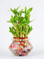 Nurturing Green Lucky Bamboo Plant With Matki Pot