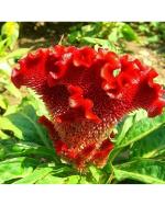 Afflorance Red Cockscomb Desi Flower Seeds for Home and Terrace Garden