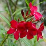 PLATONE Oleander Plant (Hybrid, Pack Of 1)
