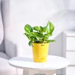 Ugaoo Money Plant Variegated Green Indoor Plant with Self Watering Pot
