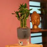 Hug A Plant Lotus Bamboo / Lucky Bamboo - Live Plant (With Self-Watering Pot & Plant) (Color: Grey)