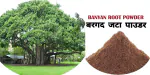 SS520 Banyan Roots Powder 200g. Marri Udala Bargad Vat Jata Ficus Benghalensis Aal Bad Root Notified Incomplete