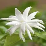 Marinetree kundo/Jasminum flower plant