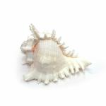 Mitaksi Overseas Exim Natural Uncarved Blowing Chandramukhi Shank/Suryamukhi Shank/Murex/Garuda Shank-Medium