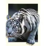 Tulip N Turtle Color 119 White Tiger Diy Acrylic Painting By Numbers Kit On Canvas