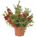 PARYAVARAAN Bottle Brush Live Outdoor Flowering Plant with Pot