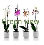Green view Live Rare Exotic Orchid Indoor Flower Plant| Different Colors |Pack of 4 with pot Very Fast Growing Plant Quality