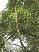 Plantzoin Padri tree Paral Radermachera xylocarpa Garuda Live Plant