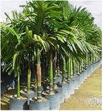 Zomoloco Betel Nut/Supari PlantSupori PlantDwarf High Yielding Arecanut Variety Healthy Plant With Bags