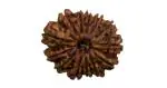 Feel Touch Mart 14 Mukhi Rudraksha Nepali Lab Certified Genuine Fourteen Face Rudraksha Beautiful Pendant Or Energized 14 Face Rudraksha Original Nepal Pure Brown Oval Bead For Men & Women By