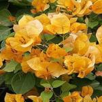 PLATONE Bougainvillea Plant_kajojj plant sdkjf pai(y64